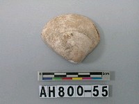 藏品(貝類)的圖片